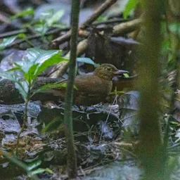 Trepamusgos garganta escamosa