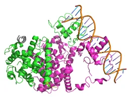 Peroxisome proliferator-activated receptor gamma