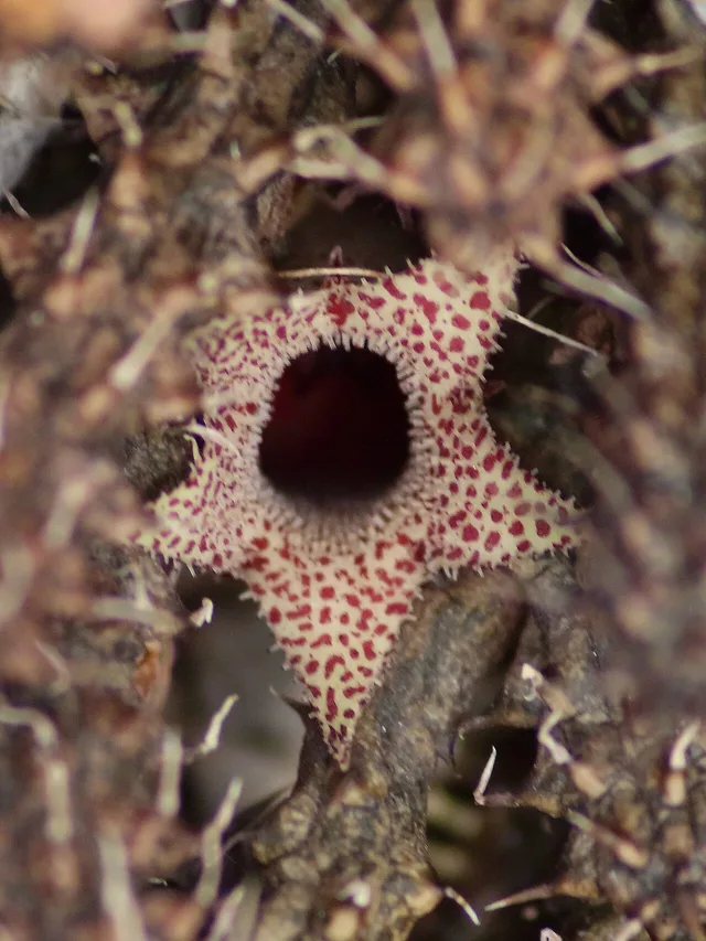 Stapelianthus