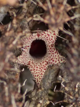 Stapelianthus