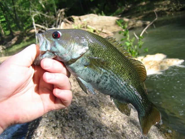 Redeye bass