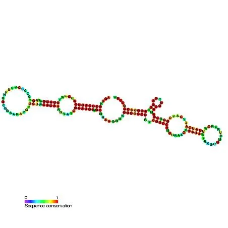 GlmY RNA
