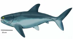 Westralichthys