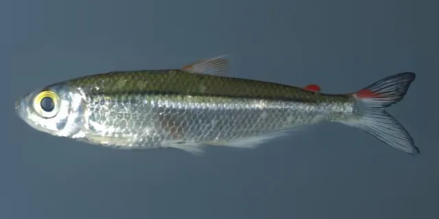 Bryconops collettei