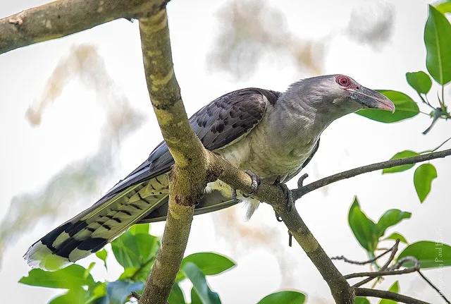 Channel-billed cuckoo