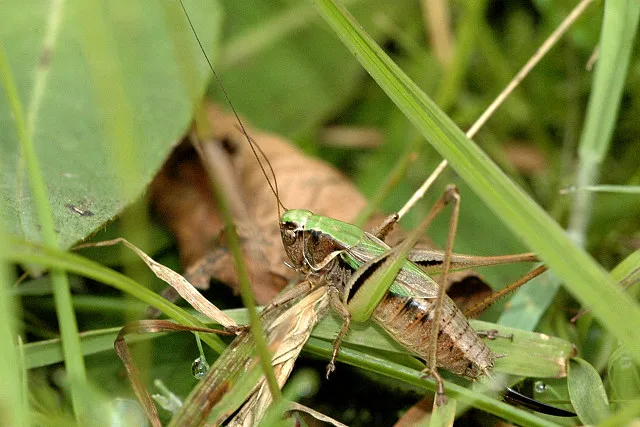 Metrioptera brachyptera