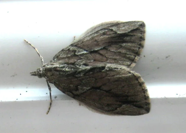 Thera cupressata