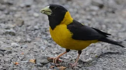 Picogordo negro y amarillo