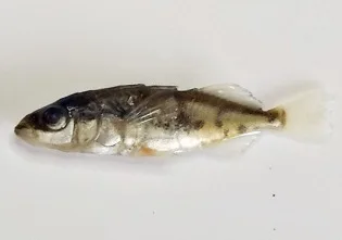 Blackspotted stickleback