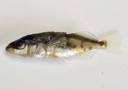 Espinoso de manchas negras