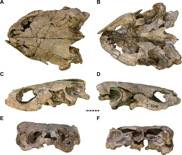 Pleurosternidae