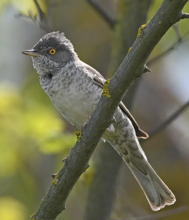 Barred warbler