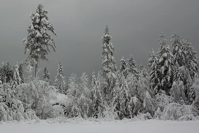 Winter