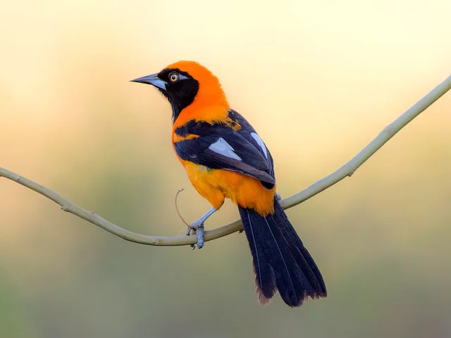 Orange-backed troupial
