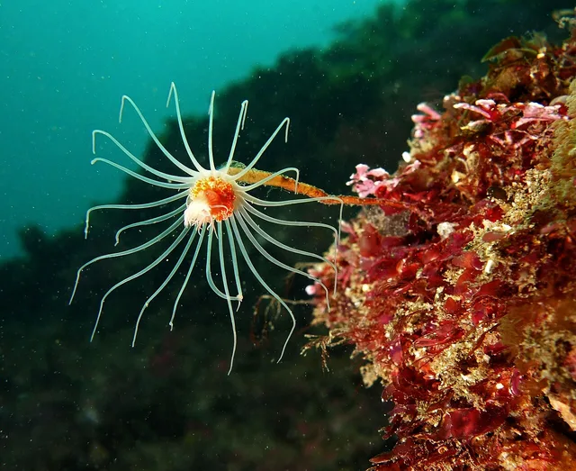 Ralpharia