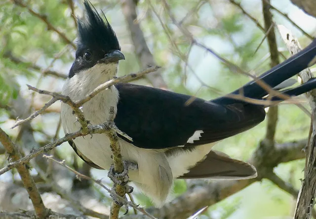 Jacobin cuckoo