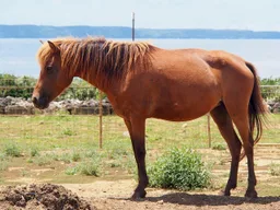 Caballo de Miyako