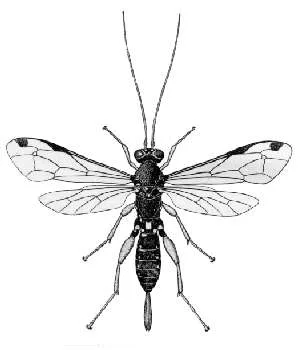 Echthromorpha intricatoria