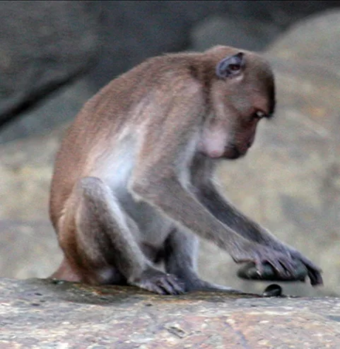 Tool use by non-human animals