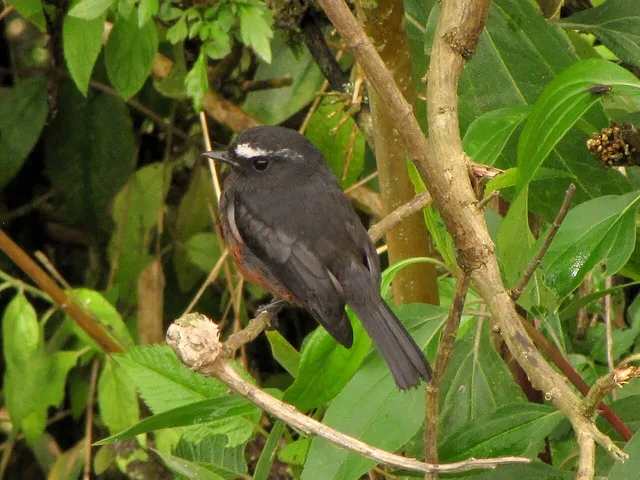 Slaty-backed chat-tyrant