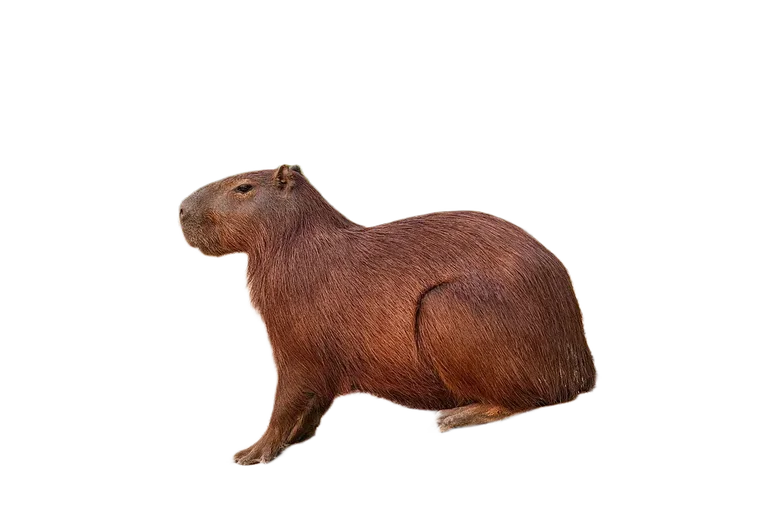 Capibara